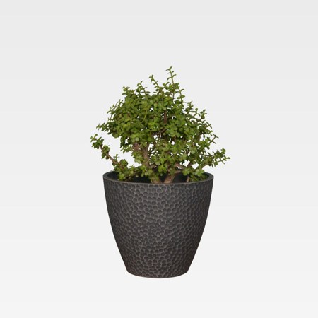 Contemporary Charocal 11.8'' x 10.2''Pot Planter